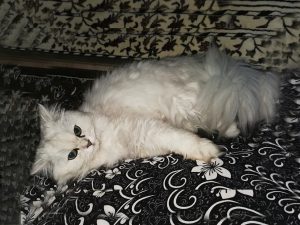 Our milky cat Oscar