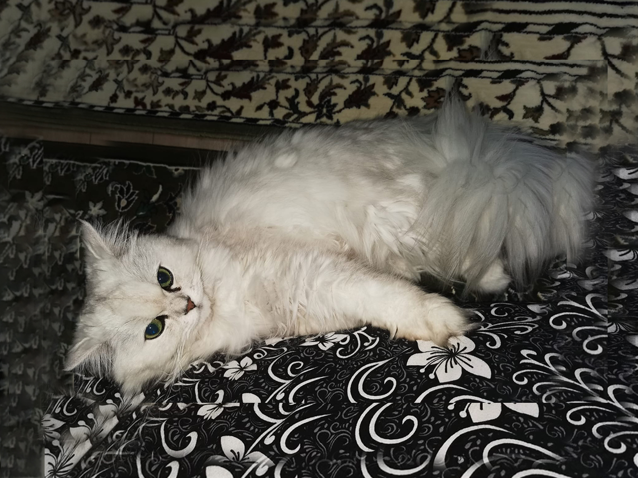 Our milky cat Oscar