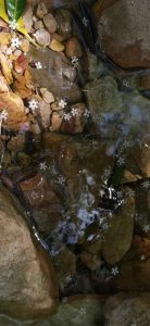 Flowing through life…