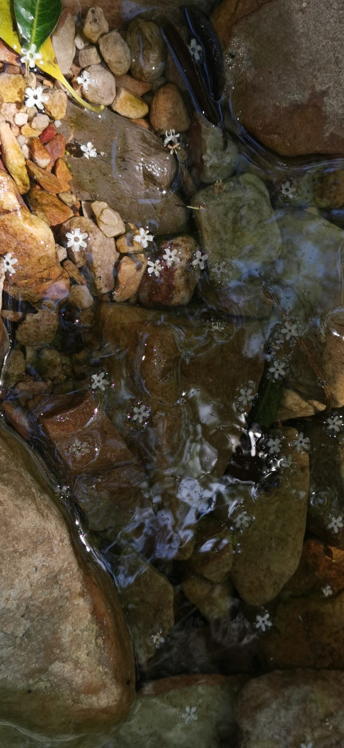 Flowing through life…