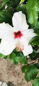 A common vision with a purpose beyond ourselves…
